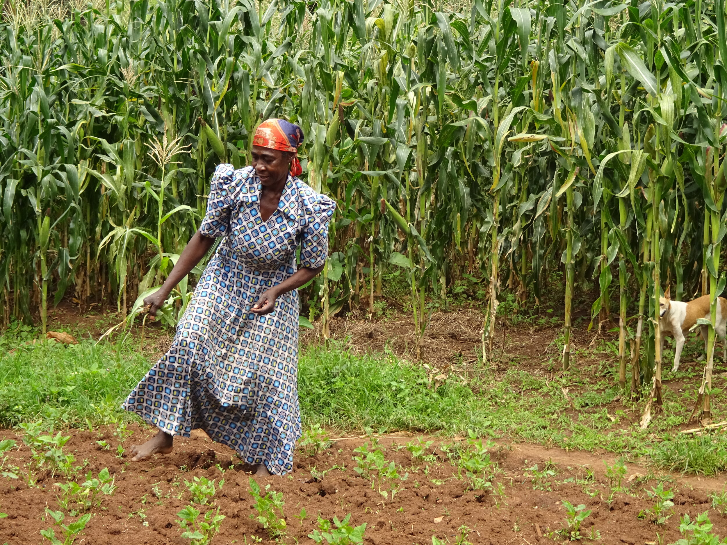 A woman walks through a garden in front of a maize field