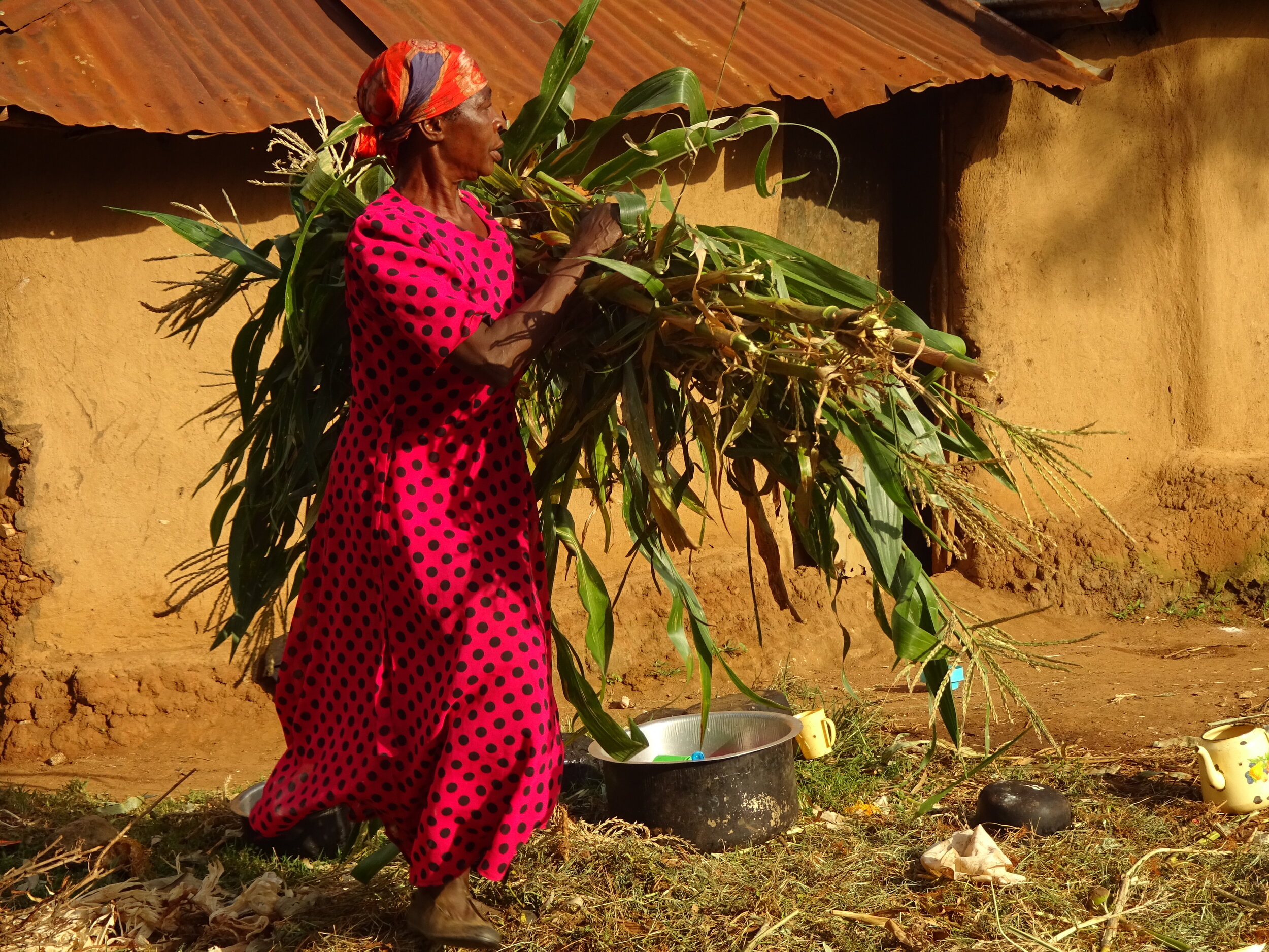 A woman carries a large armful of maize stalks in front of a house, which has mud walls and a corrugated iron roof