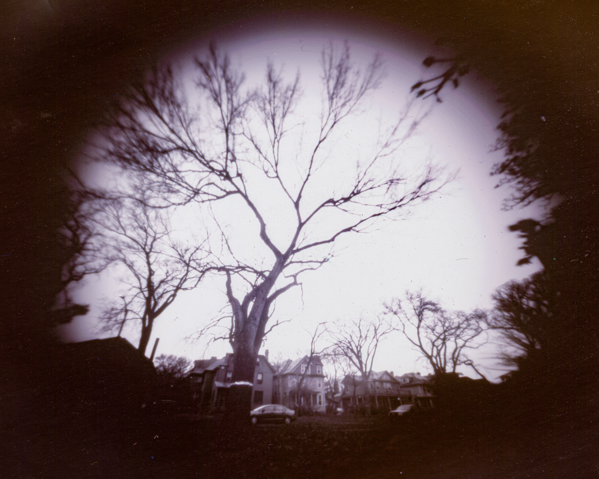 View of Elm Tree Canora Street 2019