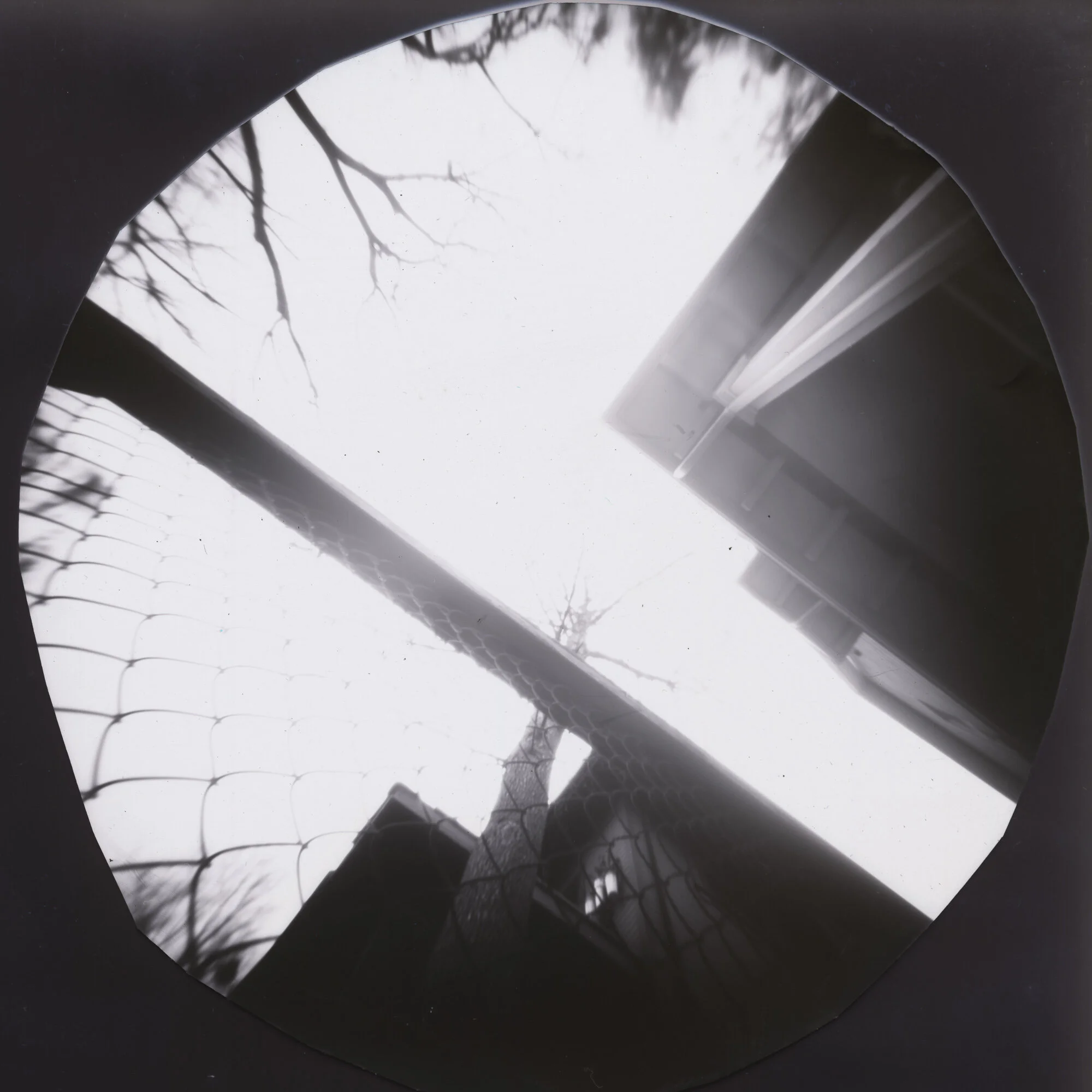View up Paula's Tree 2019