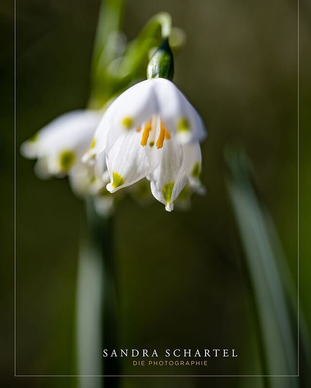 See the beauty in the little things #beauty #flowers #nature #naturephotography #calmdown #canonphotography #schneegl&ouml;ckchen #sch&ouml;nheit