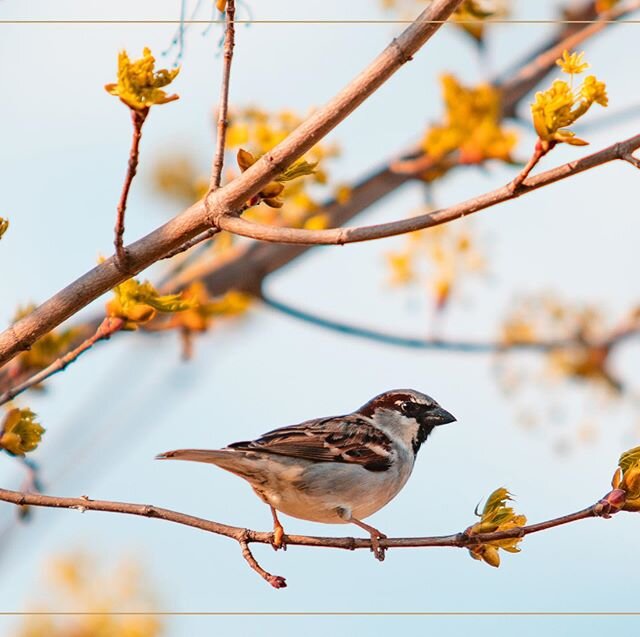 Hello spring #metime #seethebeauty #lovebirds  #nature #naturephotography #canonphotography #enjoythemoment #spring #free