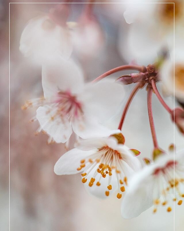 Welcome Spring #cherryblossom #cherry #nature #naturephotography #beautyinthelittlethings #silence