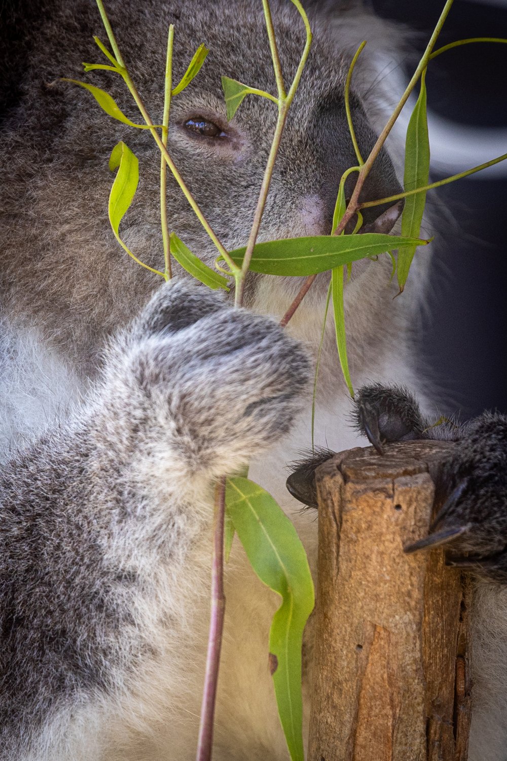 Australien 2024-211.jpg