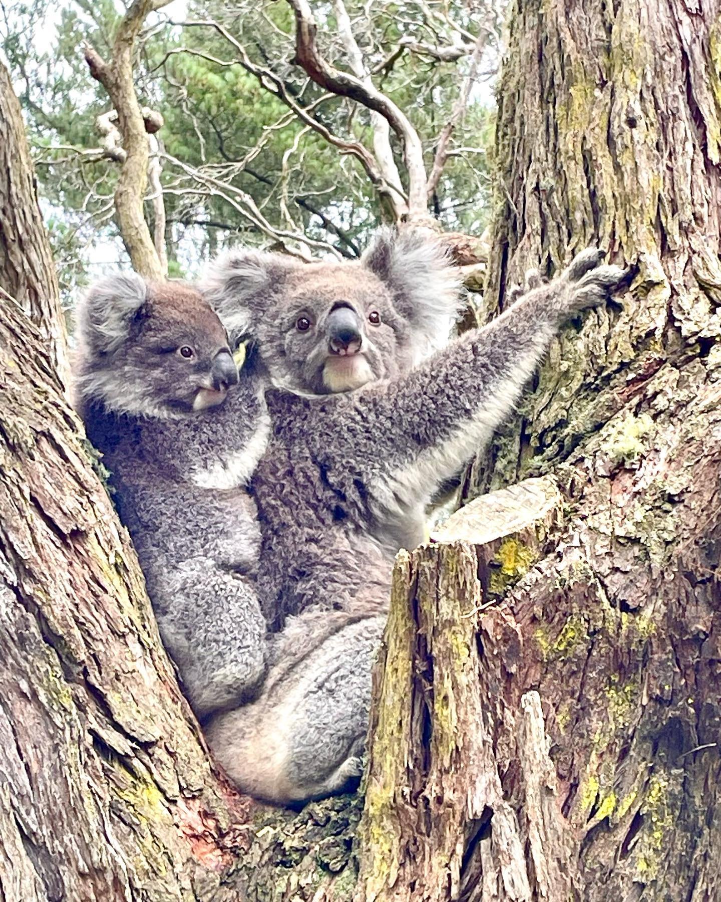 My biggest dream became reality ❤️ #koala #koalabear #mydream #morningtonpeninsula #australia #eukalyptus #koalababy #loveaustralia #nature