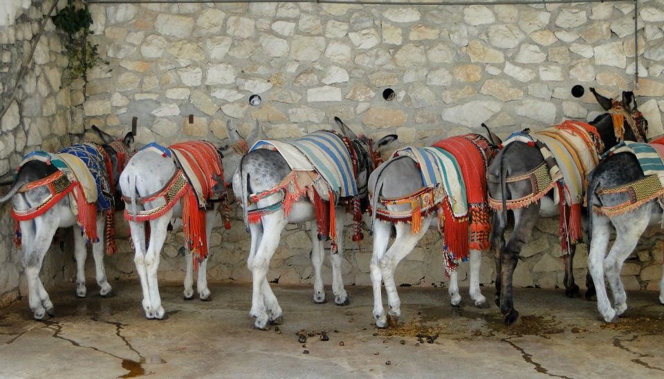 Donkeys in Mijas.jpg