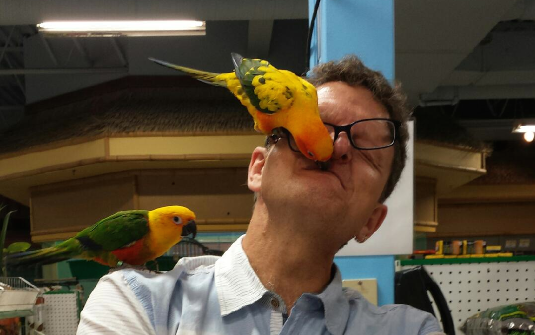 Conure3.png
