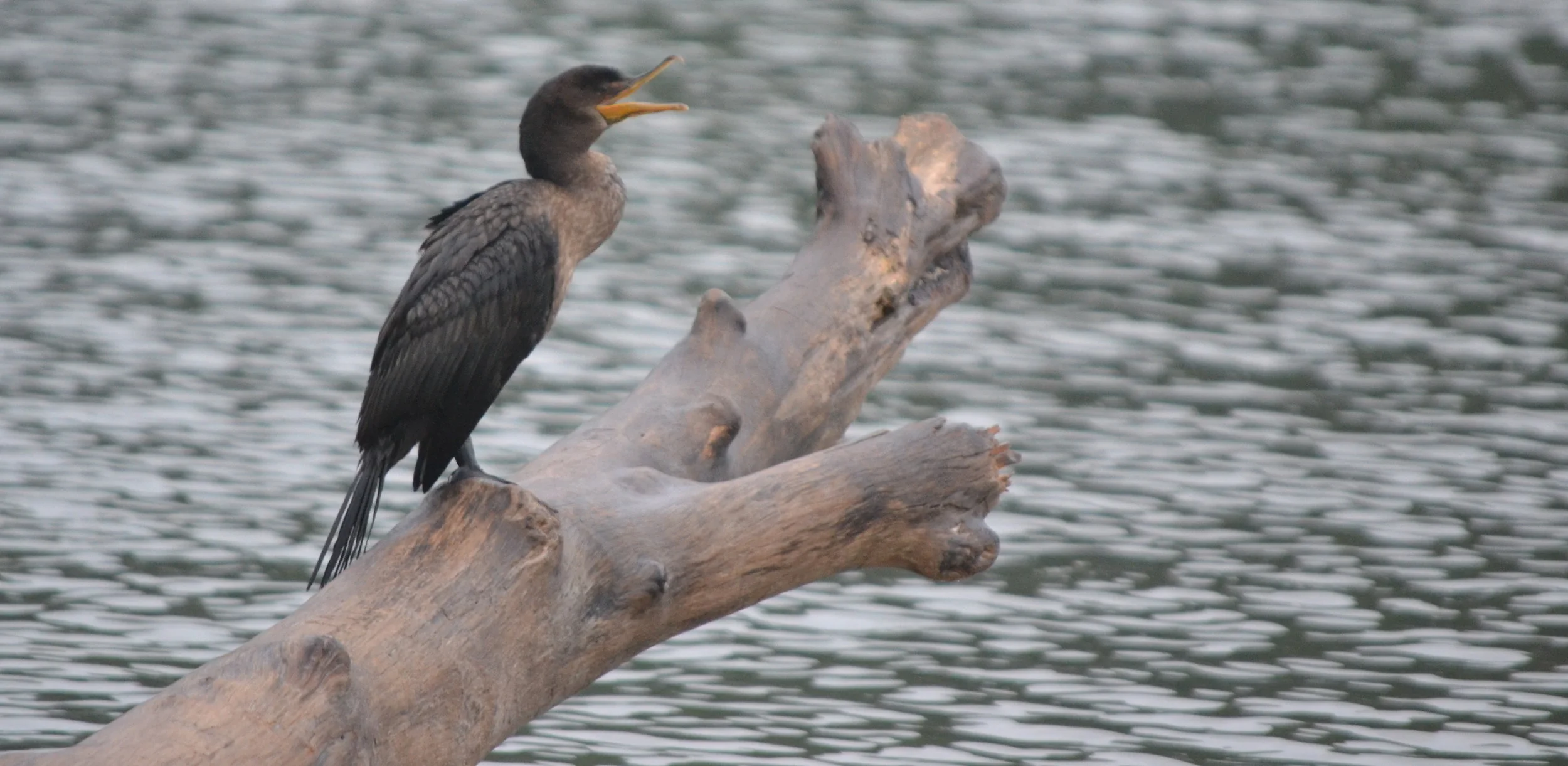 Cormorant1.jpg
