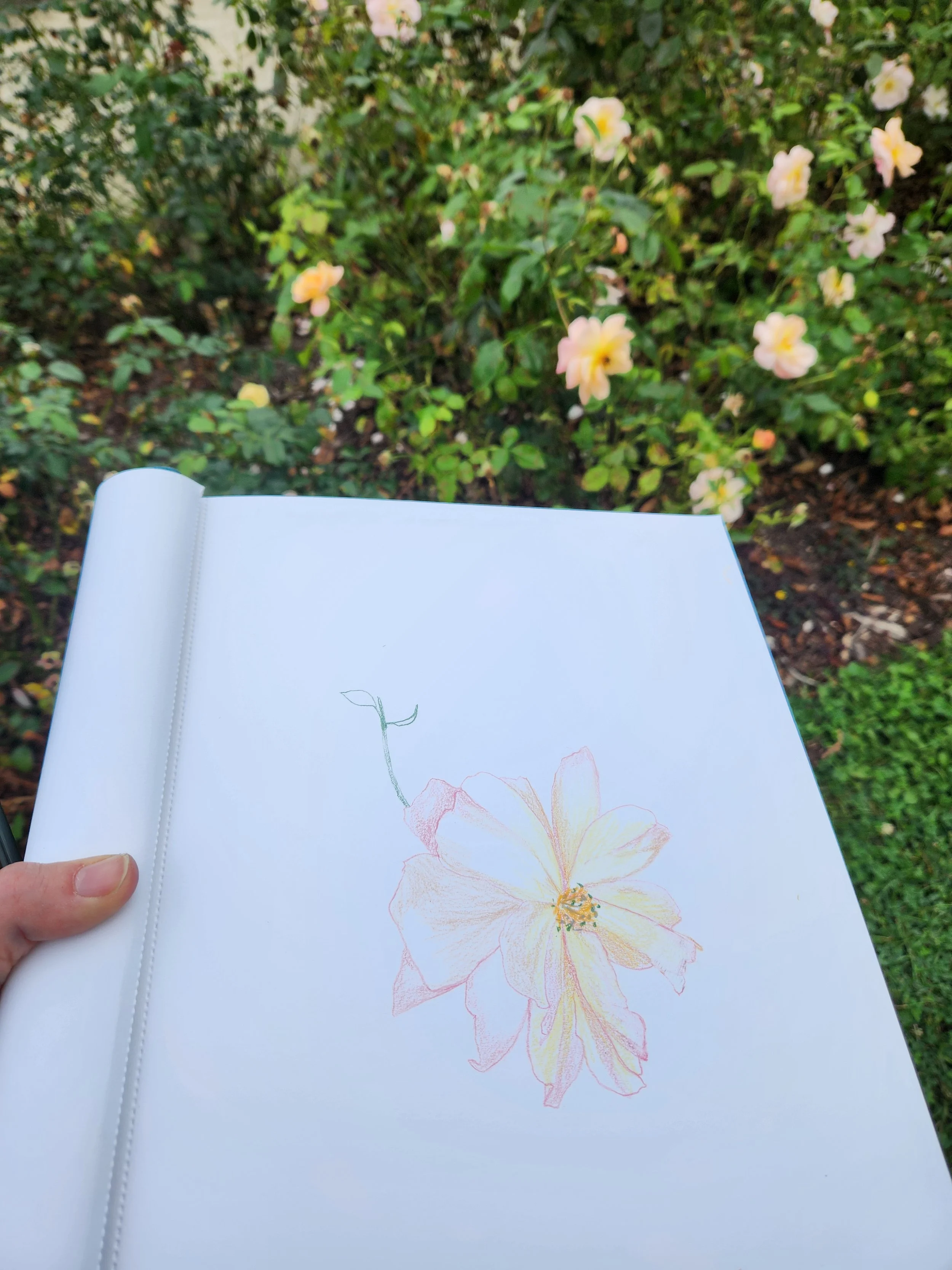 Planning Sketches for Paintings at Boerner Botanical Gardens