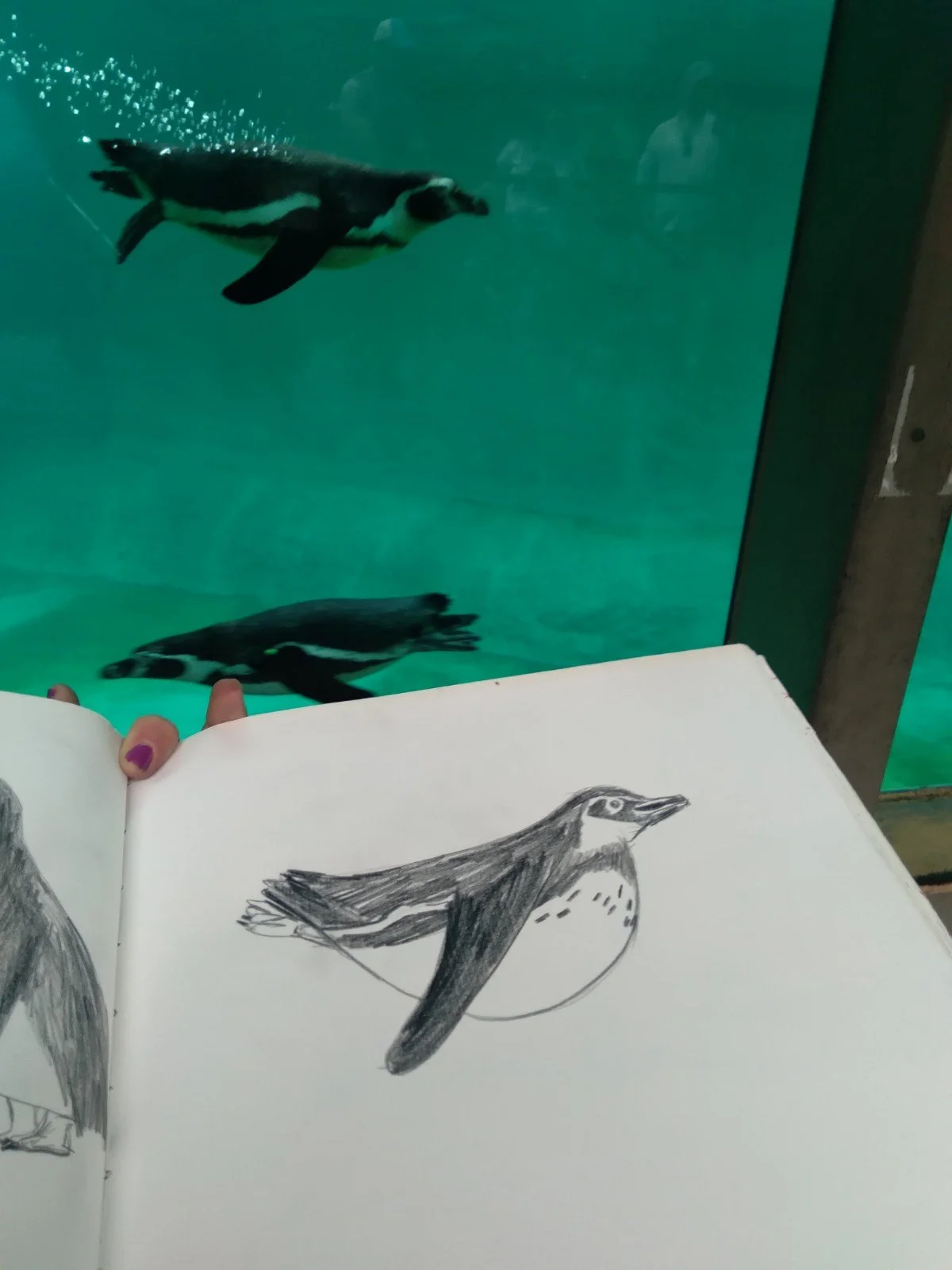 Sketching Animals from Life at the Milwaukee and Philadelphia Zoos