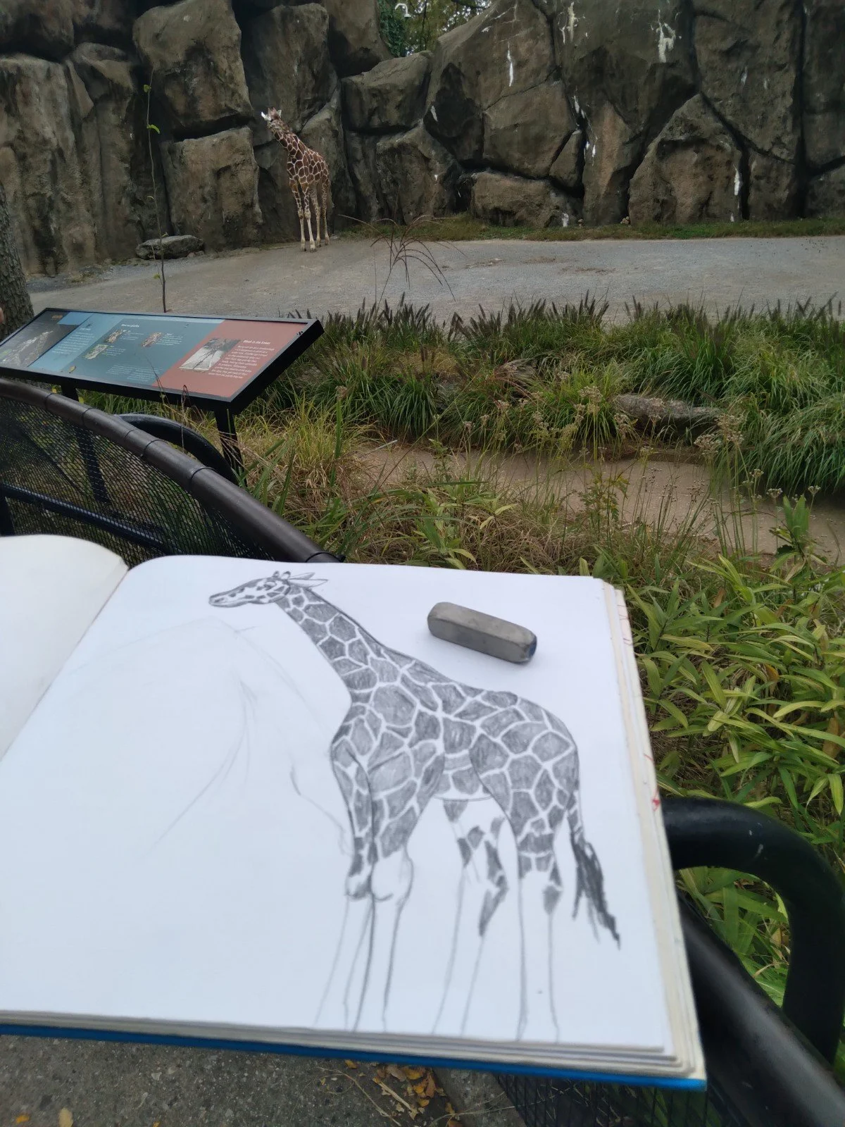Sketching Animals from Life at the Milwaukee and Philadelphia Zoos