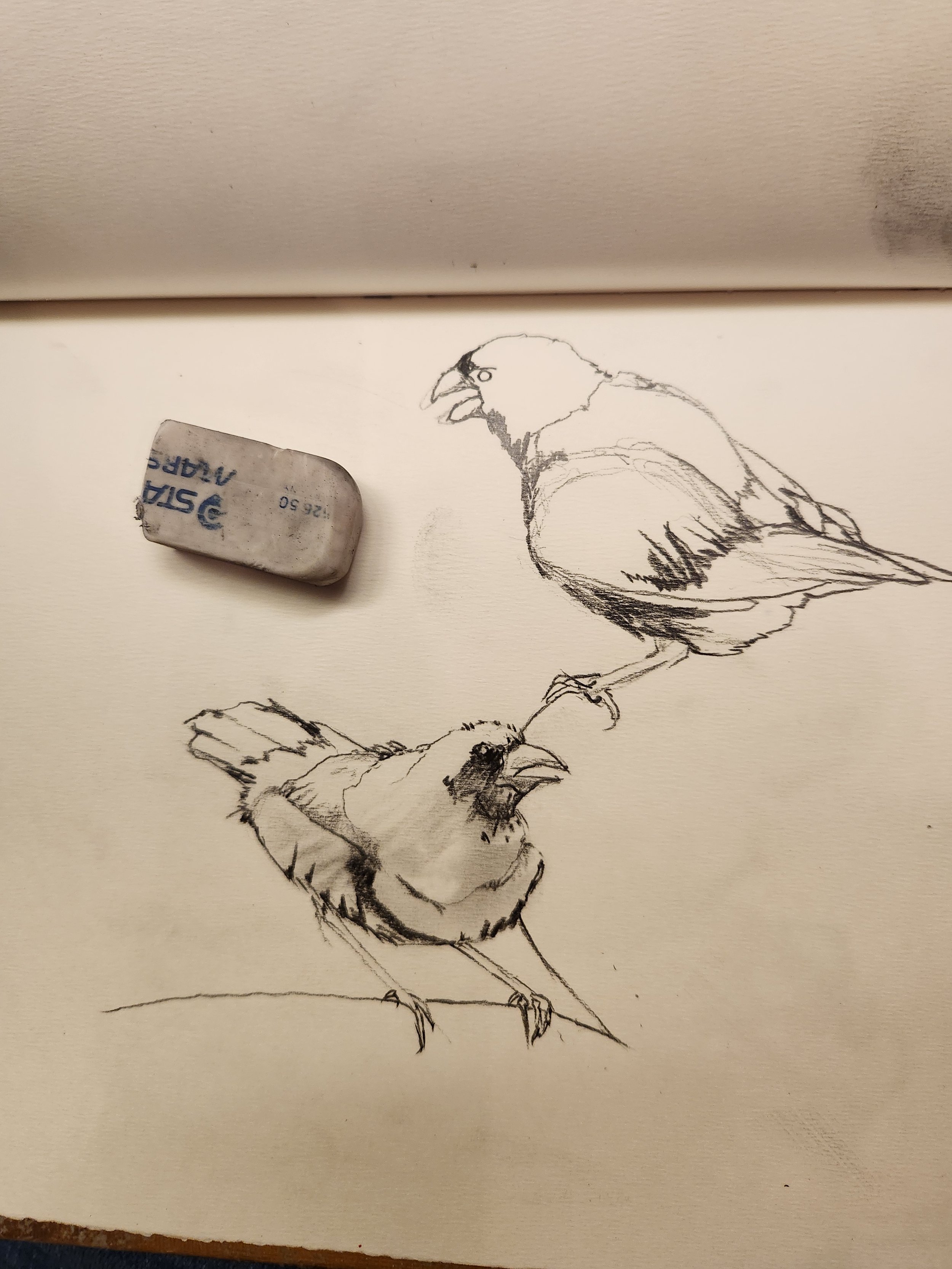 Sketching Animals at the Natural History Museum