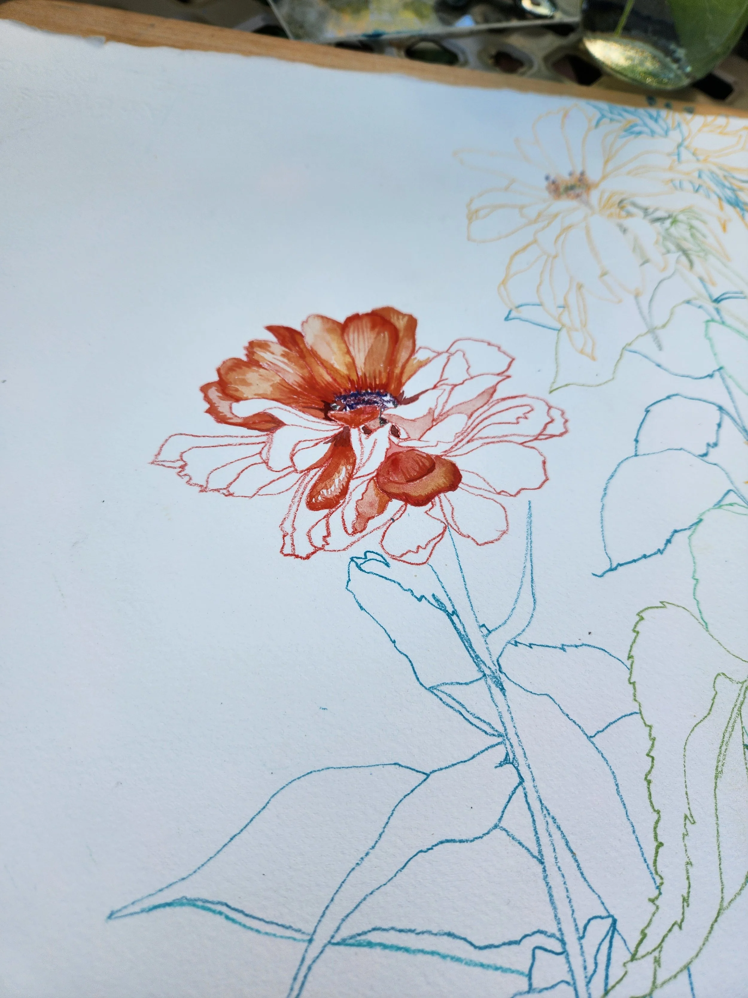 Summer Cosmos Flower Painting 2024-25