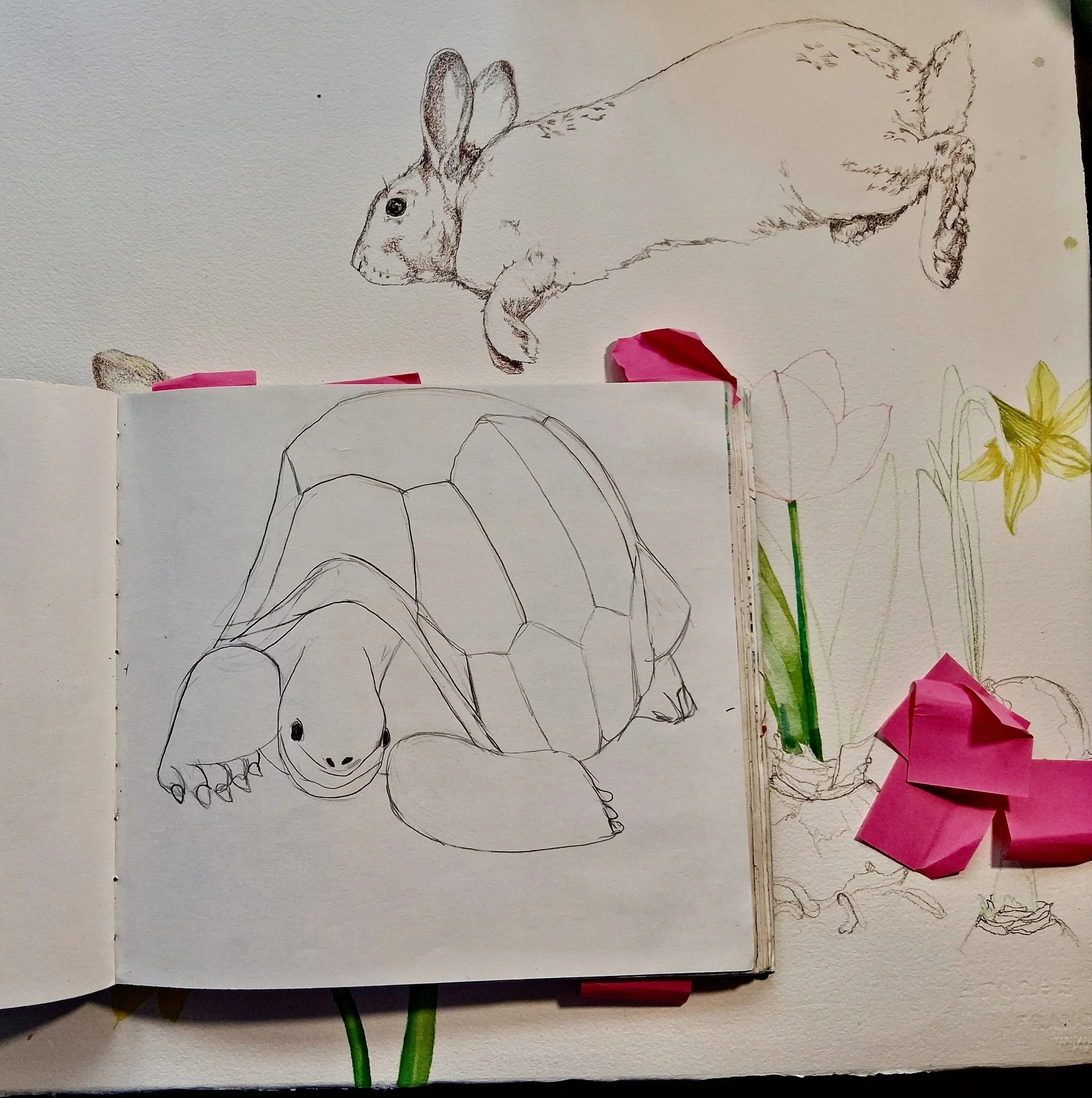 My Sketchbooks and Sketches of Animals