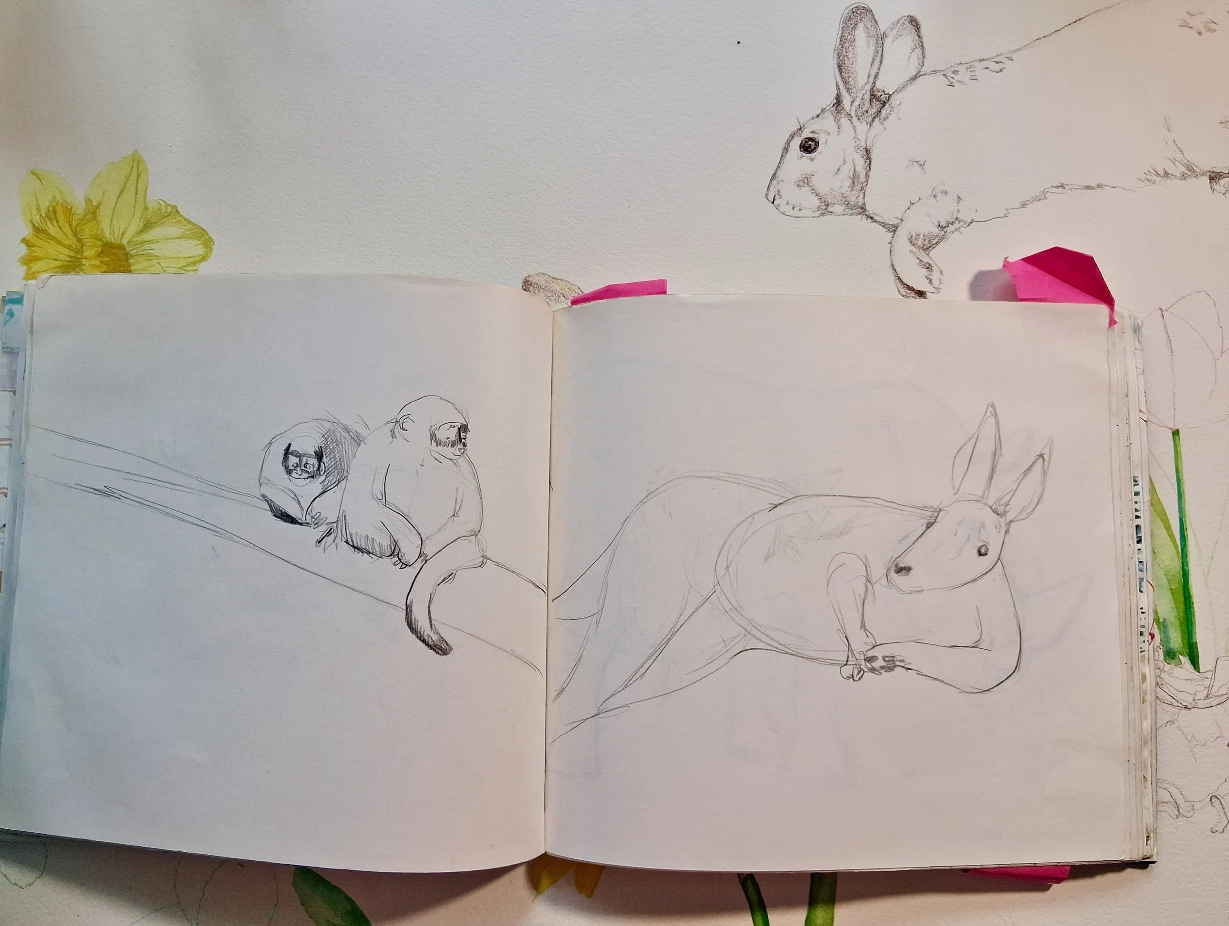 My Sketchbooks and Sketches of Animals