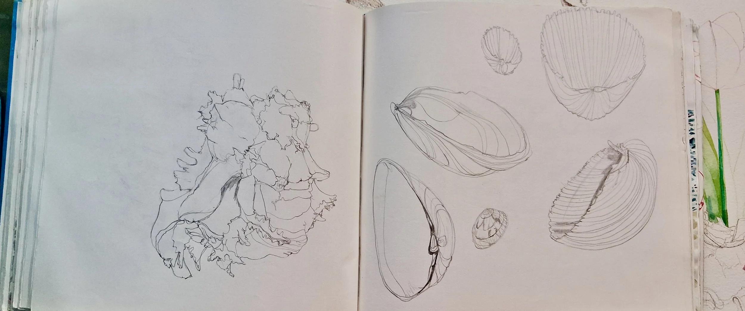 My Sketchbooks and Sketches of Animals