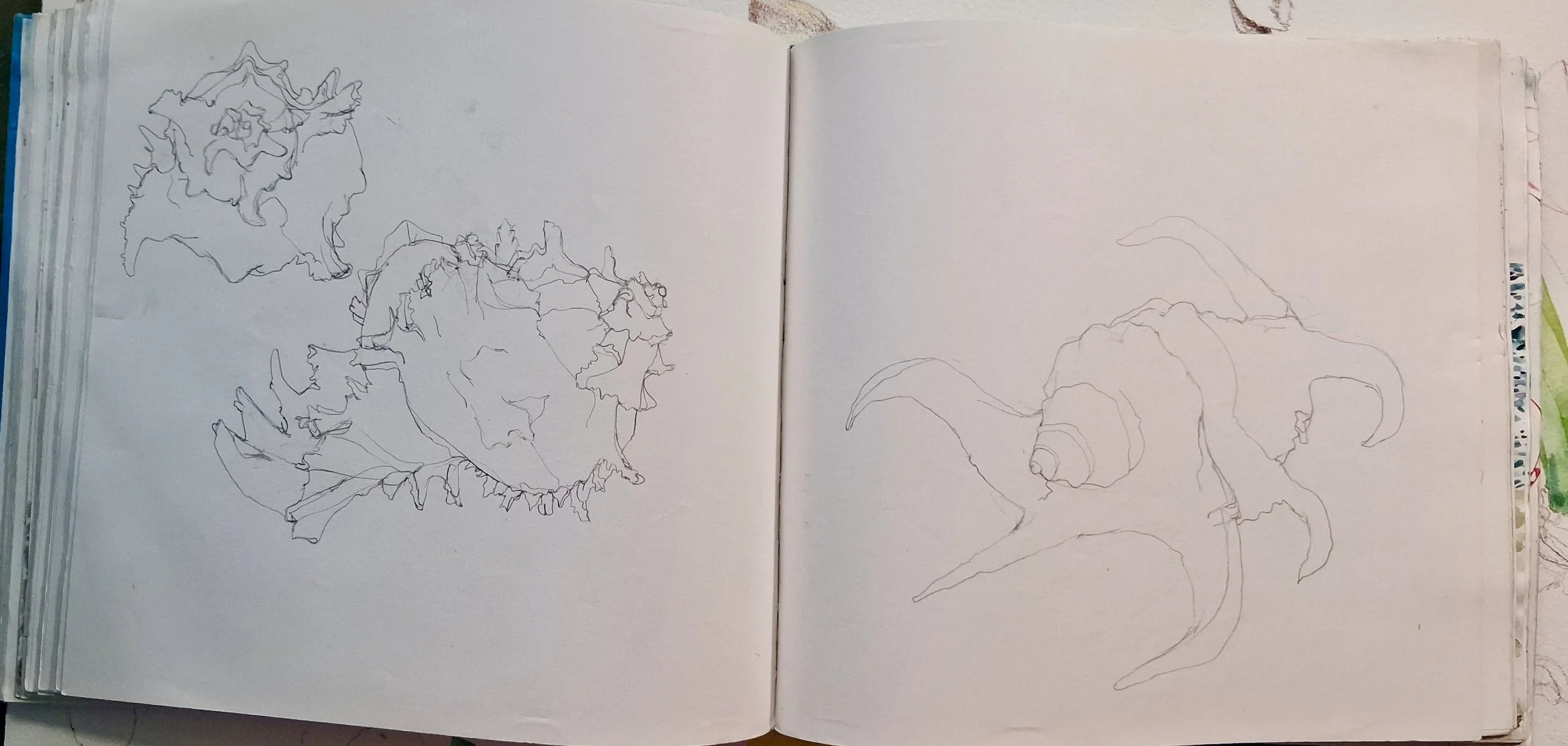 My Sketchbooks and Sketches of Animals