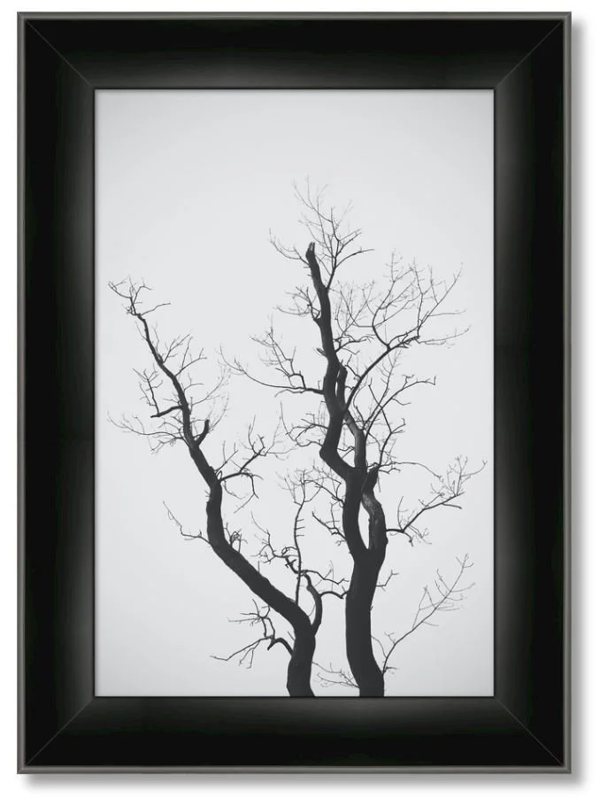 galhos black 12x18 - 82 usd.JPG