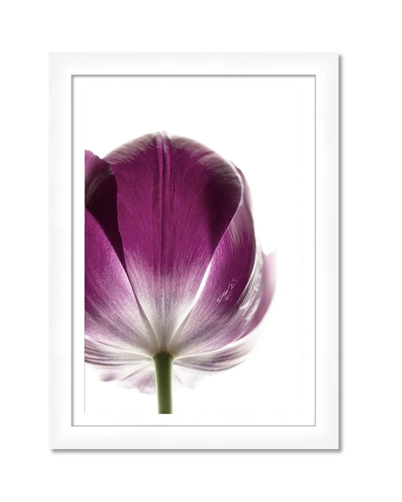 PURPLE TULIP