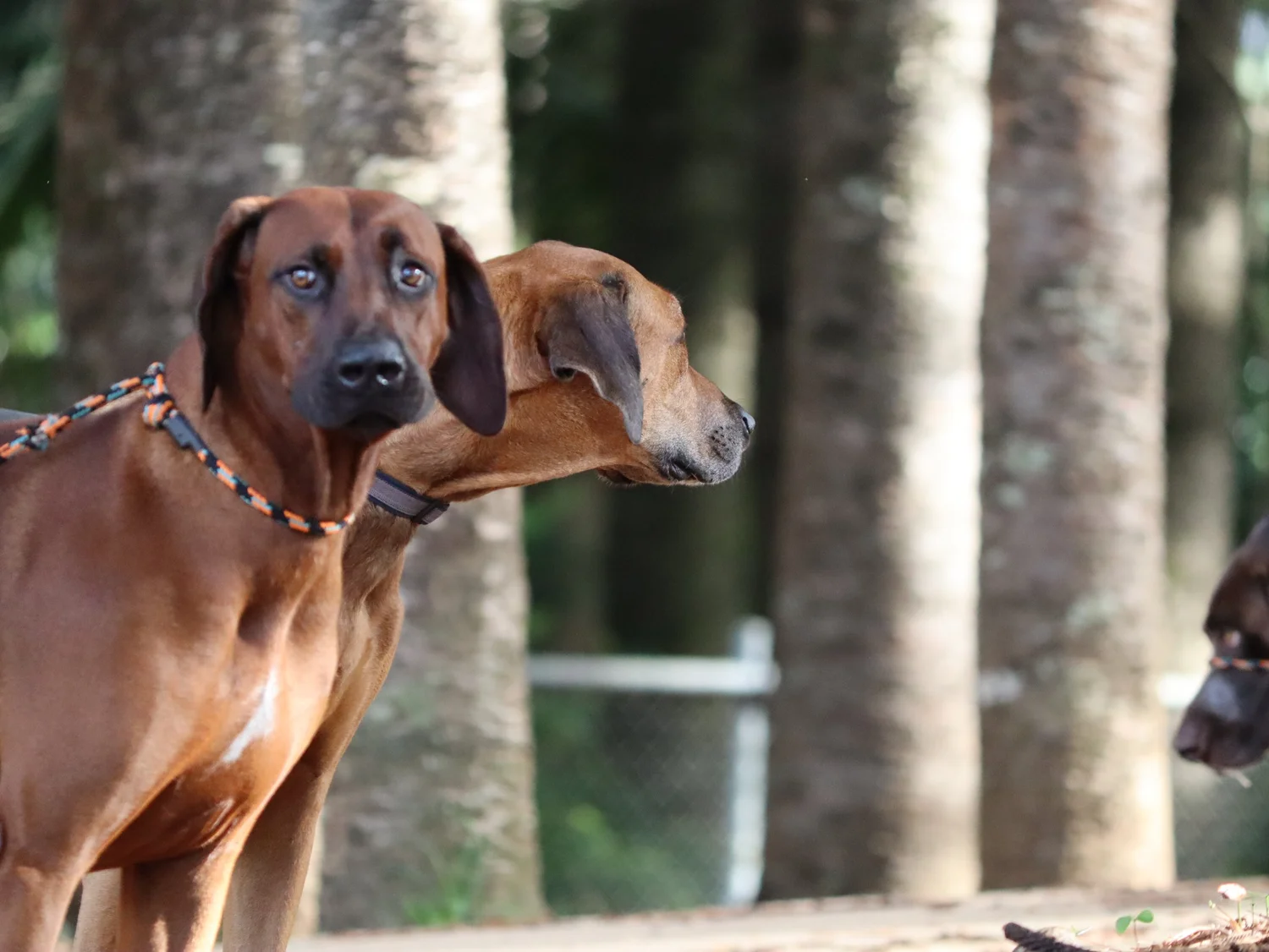 obedience training puppy classes in my area