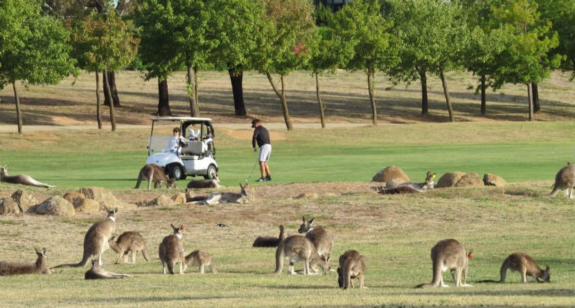 kangaroo golf course.jpeg