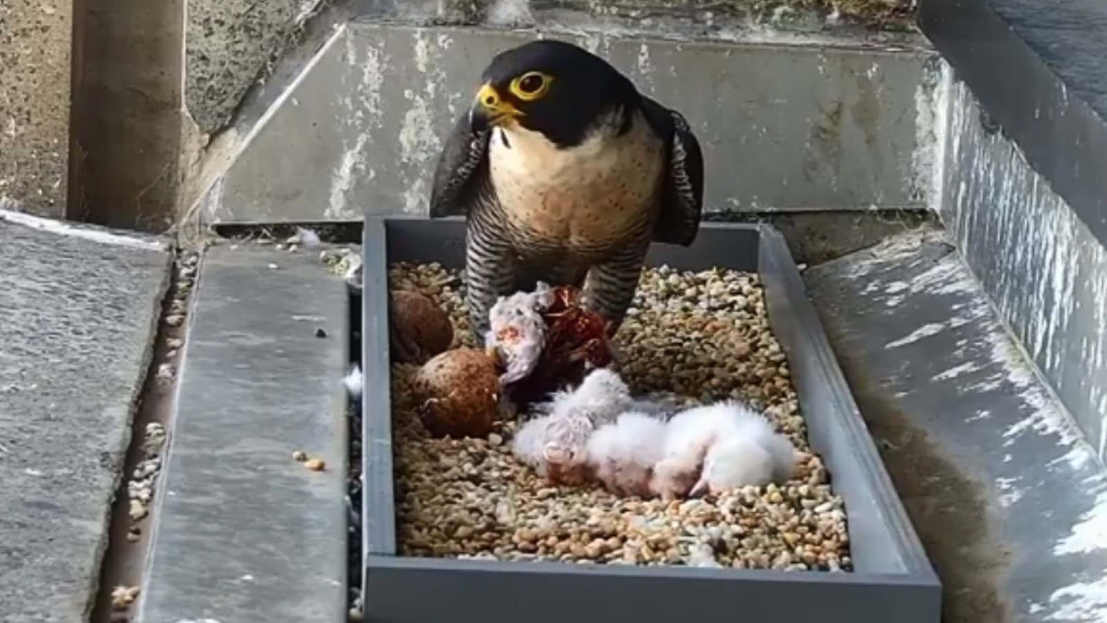 Peregrine falcon and chicks.jpeg