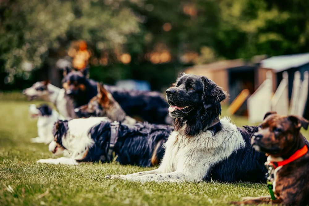 Most Obedient Best Dog Obedience School Best Dog Obedience School