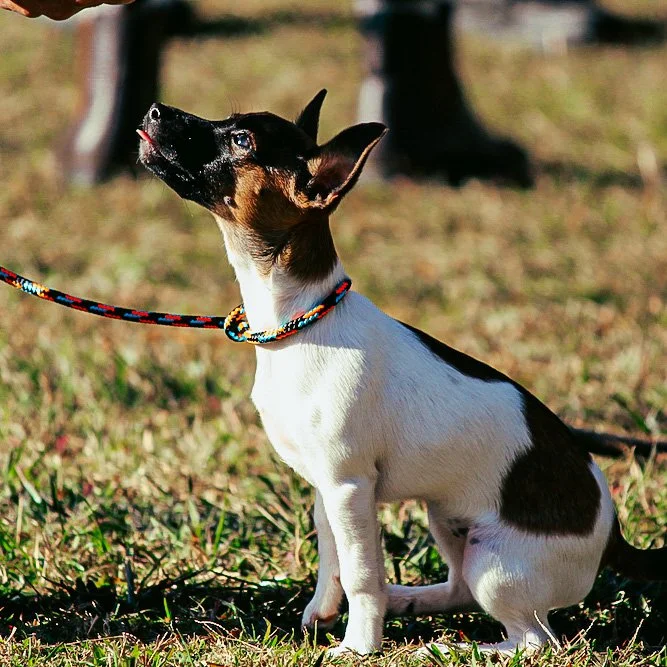Why Slip Leads Are The Greatest Dog Training Tool Ever Invented