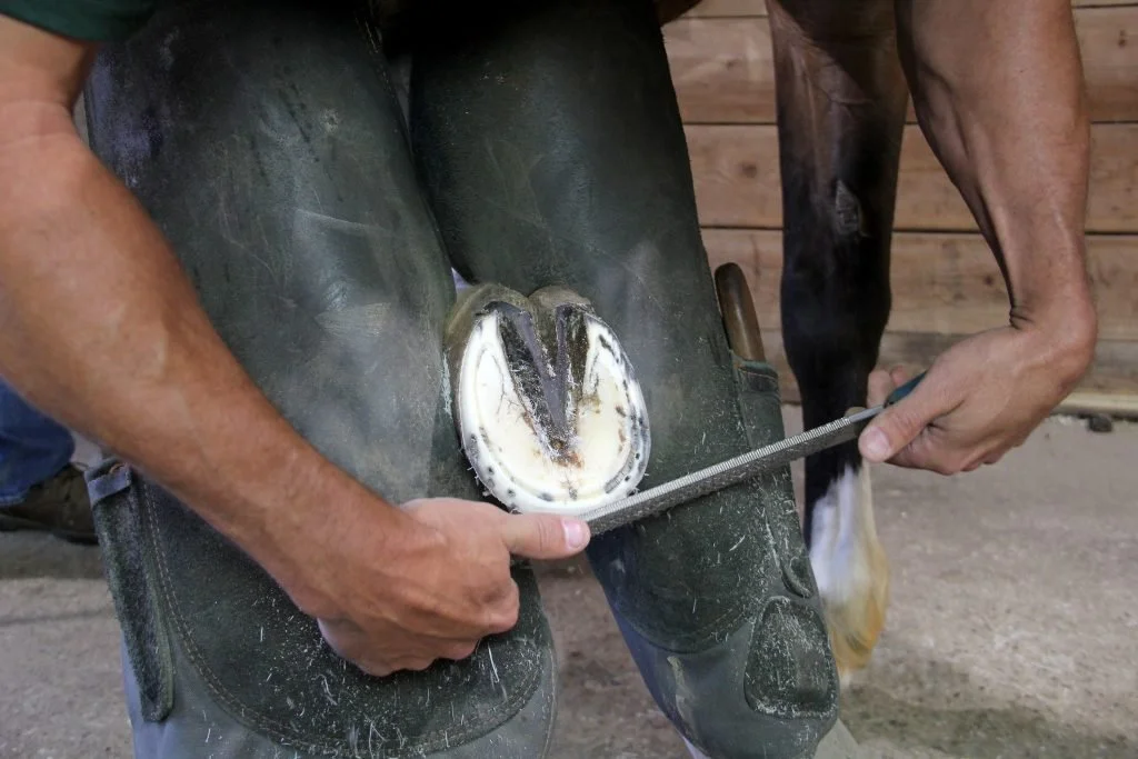 Farrier_Trimming-1024x683.jpeg