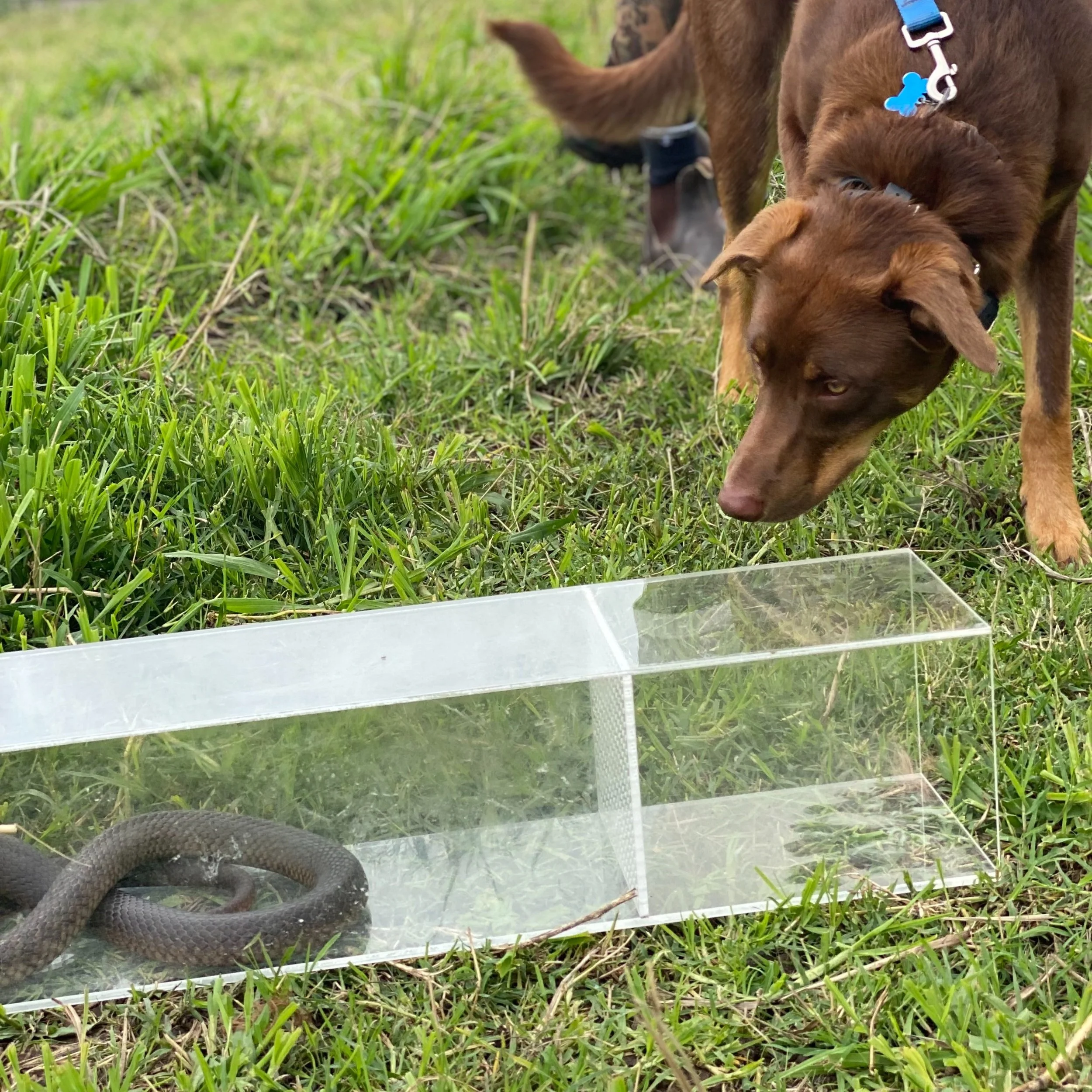 Snake Avoidance Training Classes