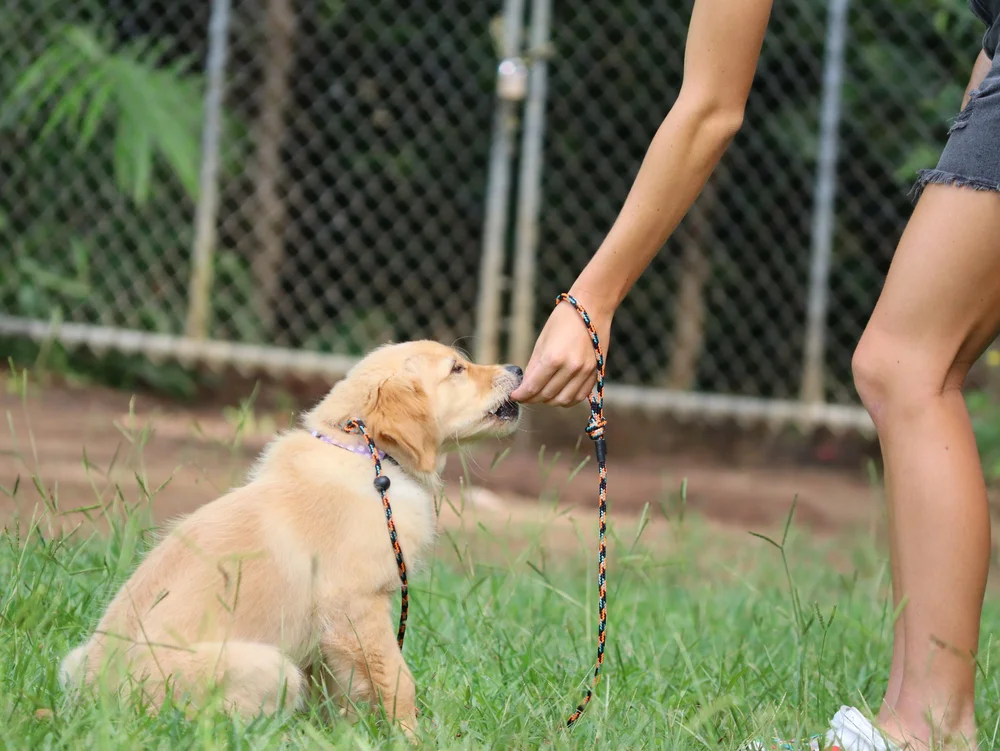 A young dog learning with its owner at Padfoot