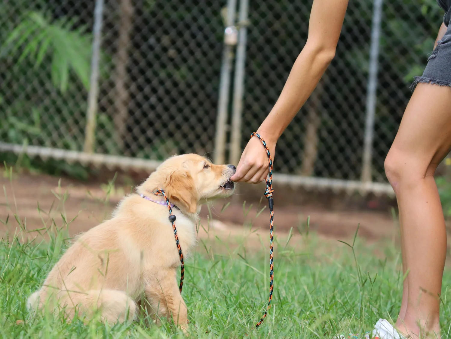 Girl Pet Obedience Group Dog Obedience Training Classes In Buderim