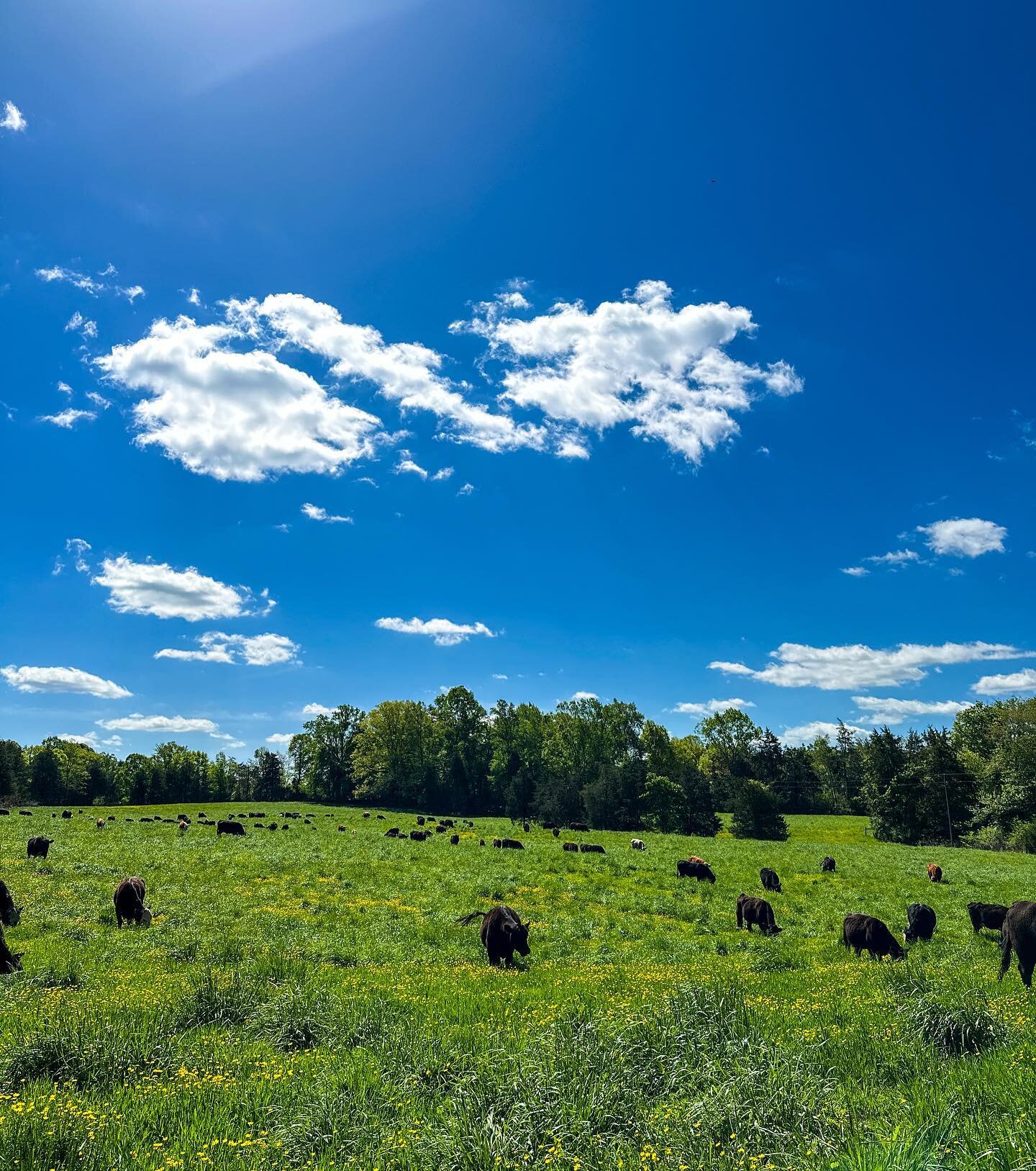 Life lately:
1. Cows grazing spring grass.
2. Weighing Berkshire hogs.
3. More grazing.
4. Leading a long single file line of cows to fresh pasture for - you guessed it - more grazing. 
5. Rhubarb&rsquo;s calves are growing faster than the blink of a