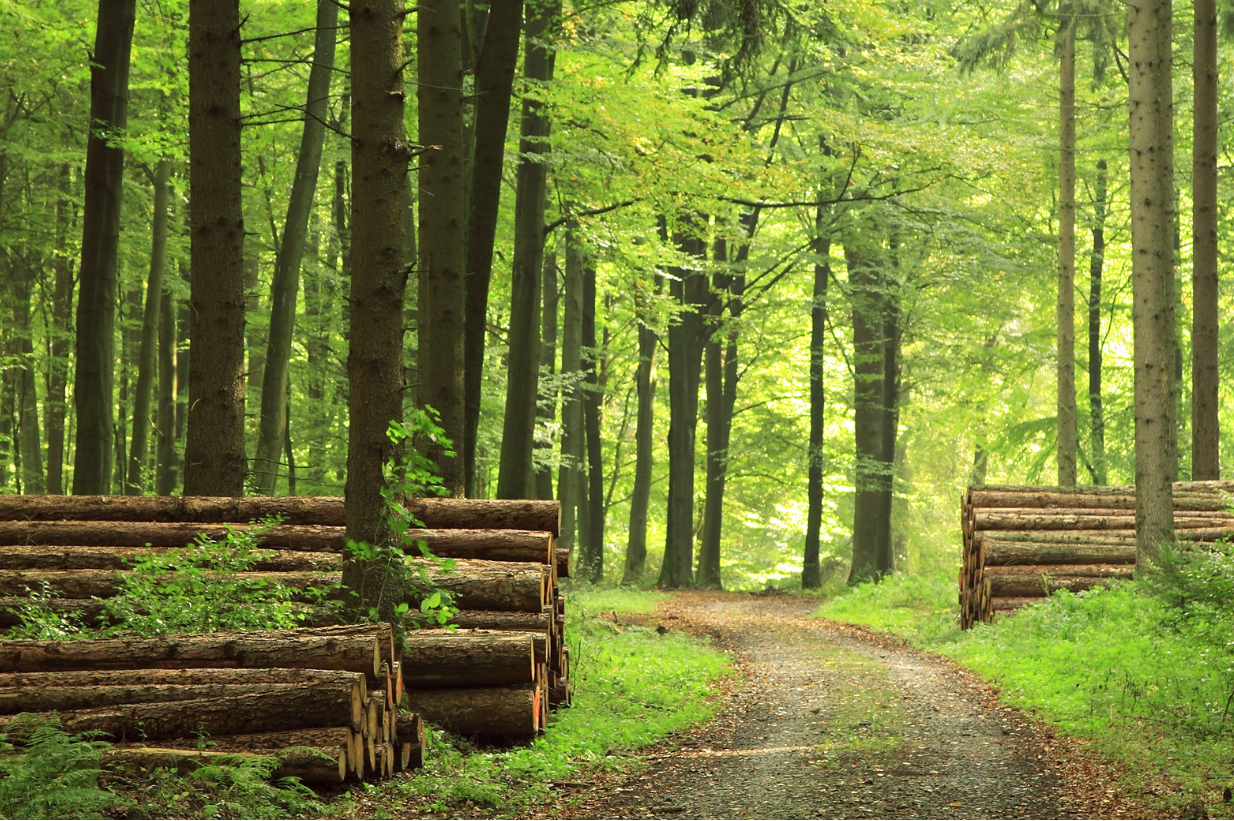 Enracinez votre patrimoine en investissant dans les forêts et les vignes