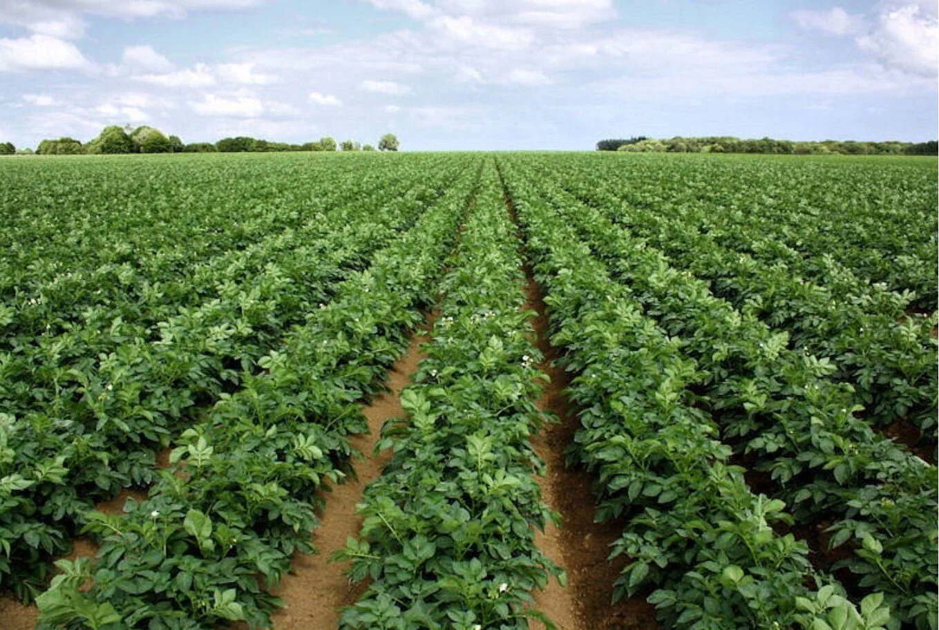 Investissez au sein d'un projet agricole d'envergure