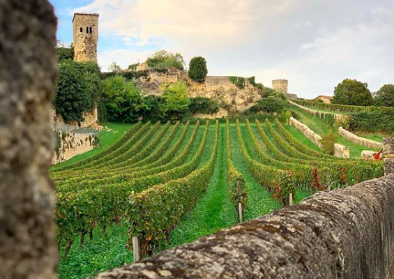 Investir dans la viticulture : comment ne pas se tromper, guide pratique