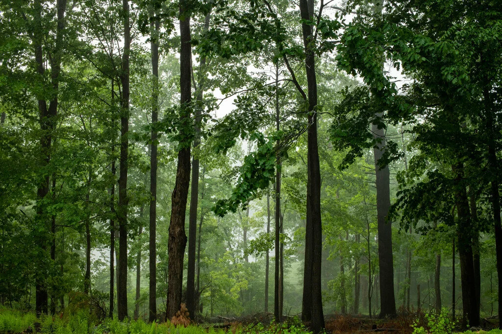L'investissement en bois et forêts