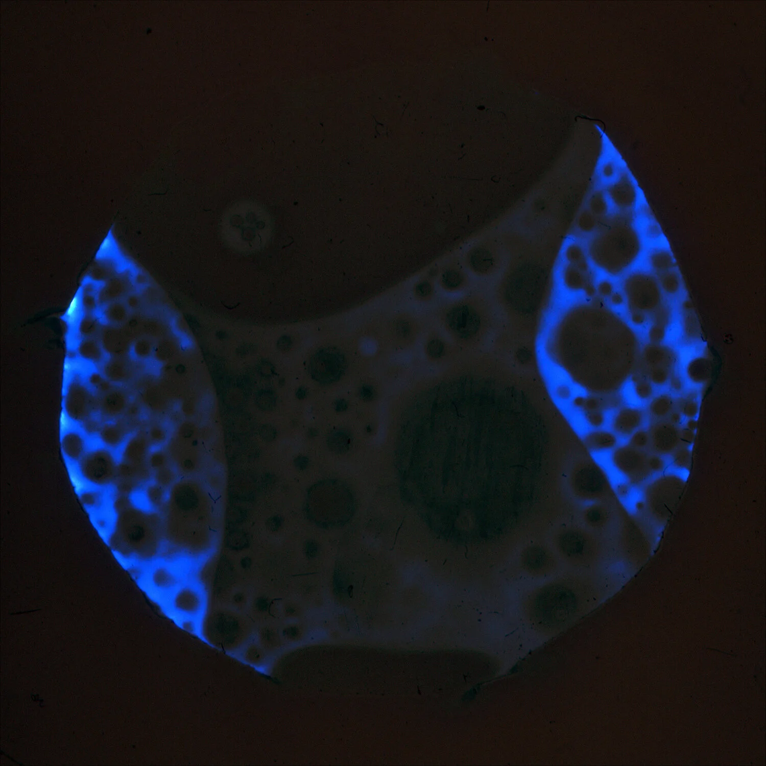 FLM (11).jpg