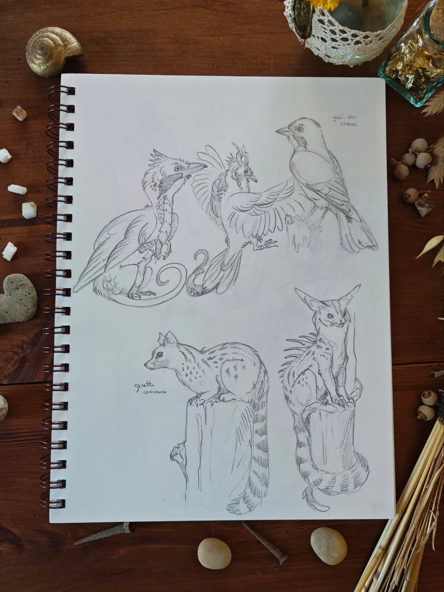 Toujours plus de sketches ! Je vous ai dit que j'en avais beaucoup &agrave; montrer ? 
&Ccedil;a me donne plein d'id&eacute;es de futurs peintures, j'esp&egrave;re avoir le temps d'en faire au moins une ou deux !

#birdsketch #dragonsketch #sketchboo