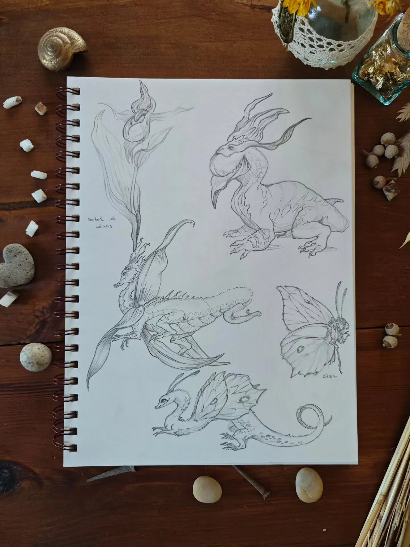 🌷🦋 On continue sur les sketches avec le sabot de V&eacute;nus et le papillon citron ! 
Vous aussi, vous le sentez le moment o&ugrave; je vais devoir faire un choix parmi tous ces sketches pour choisir ceux que je vais peindre ? 😅

🗝️Sketch, sketc