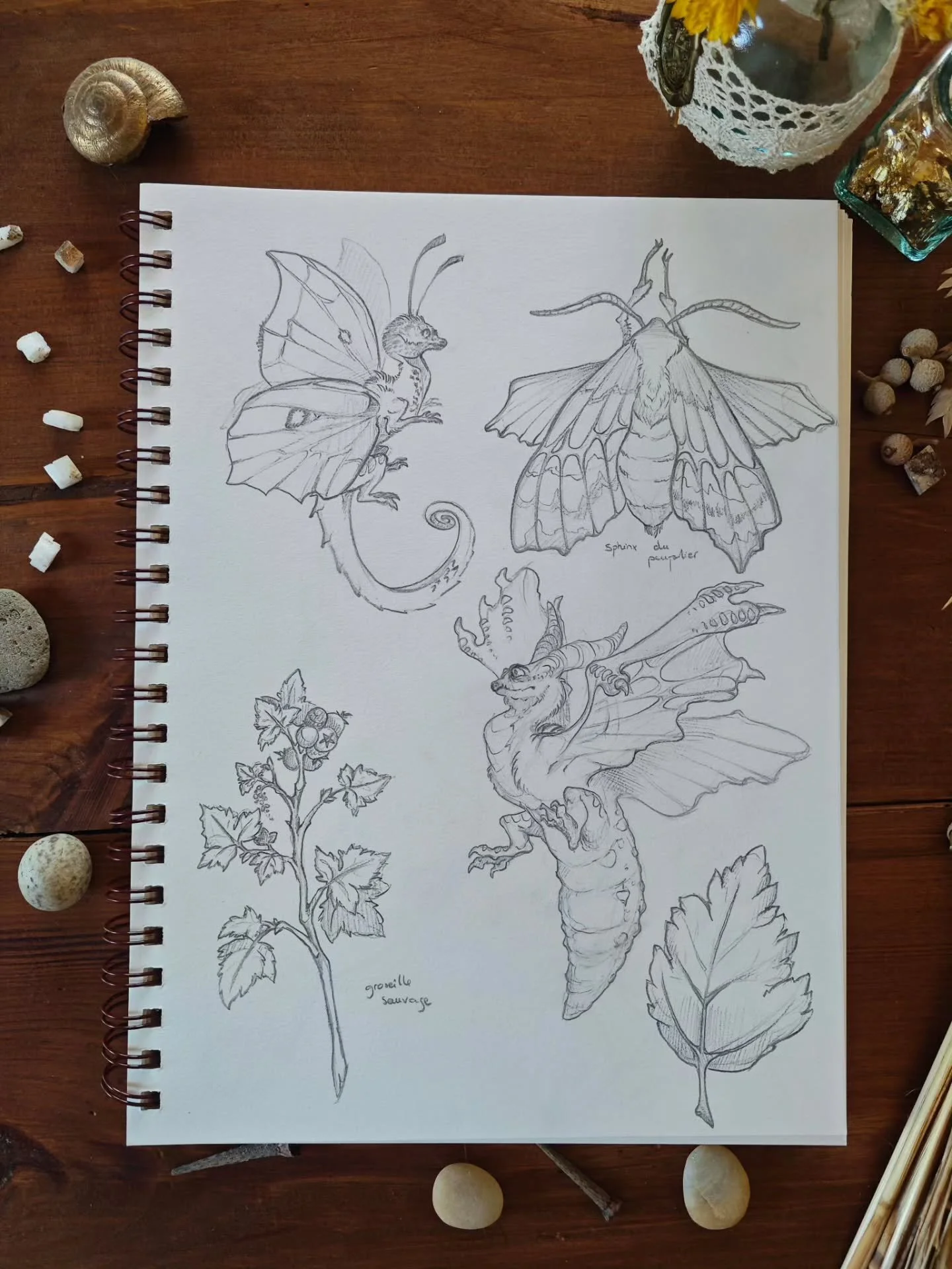 🦋 On part sur mes mix pr&eacute;f&eacute;r&eacute;s : les papi-dragons, ou papigons pour les intimes ! J'aime. Raiment la dynamique du sphinx du peuplier alors est-ce qu'on essaierait pas de faire quelque chose avec lui ? 

🗝️Papillon, dragon, sphi