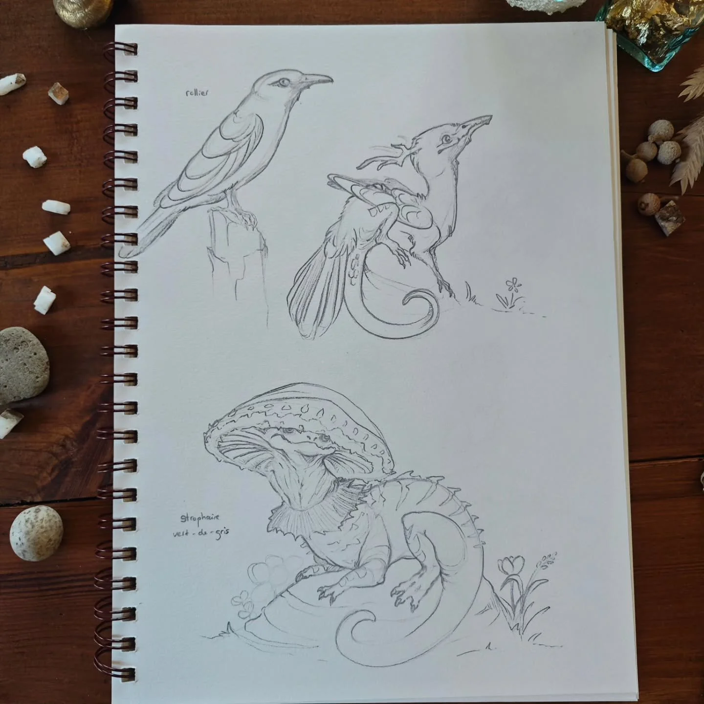 En attendant que je ressorte les pinceaux, je continue de vous montrer les sketches ! Cette fois pour le rollier, un tr&egrave;s bel oiseau au plumage bleu turquoise et brun et le strophaire vert-de-gris, un joli champignon turquoise &eacute;galement