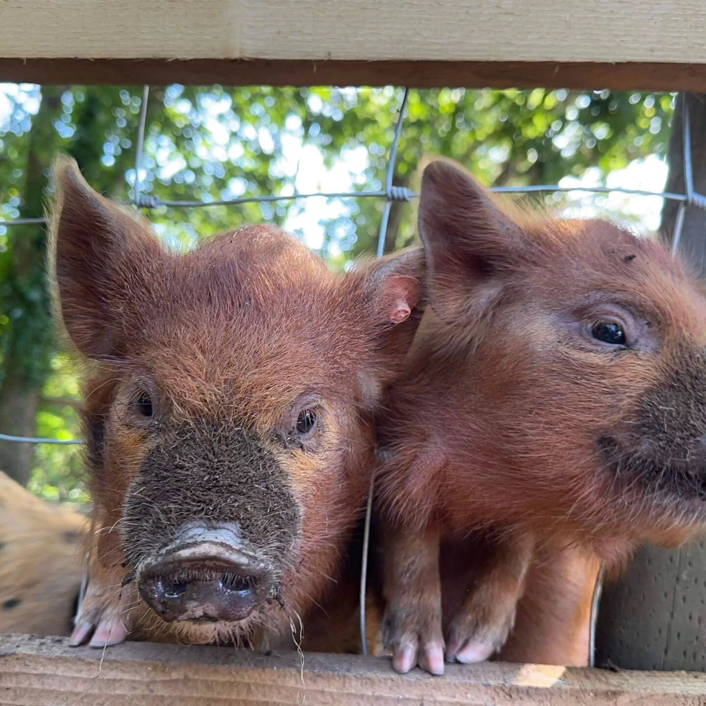 🐷
Kunekune pigs are a firm favourite among pet pig owners due to their calm, friendly nature and love of human company!

Holiday with us and meet our friendly piggies; booking website 🔗 in bio

#southhams #ruralbreaks #kunekune #kunekunepigs
@premi