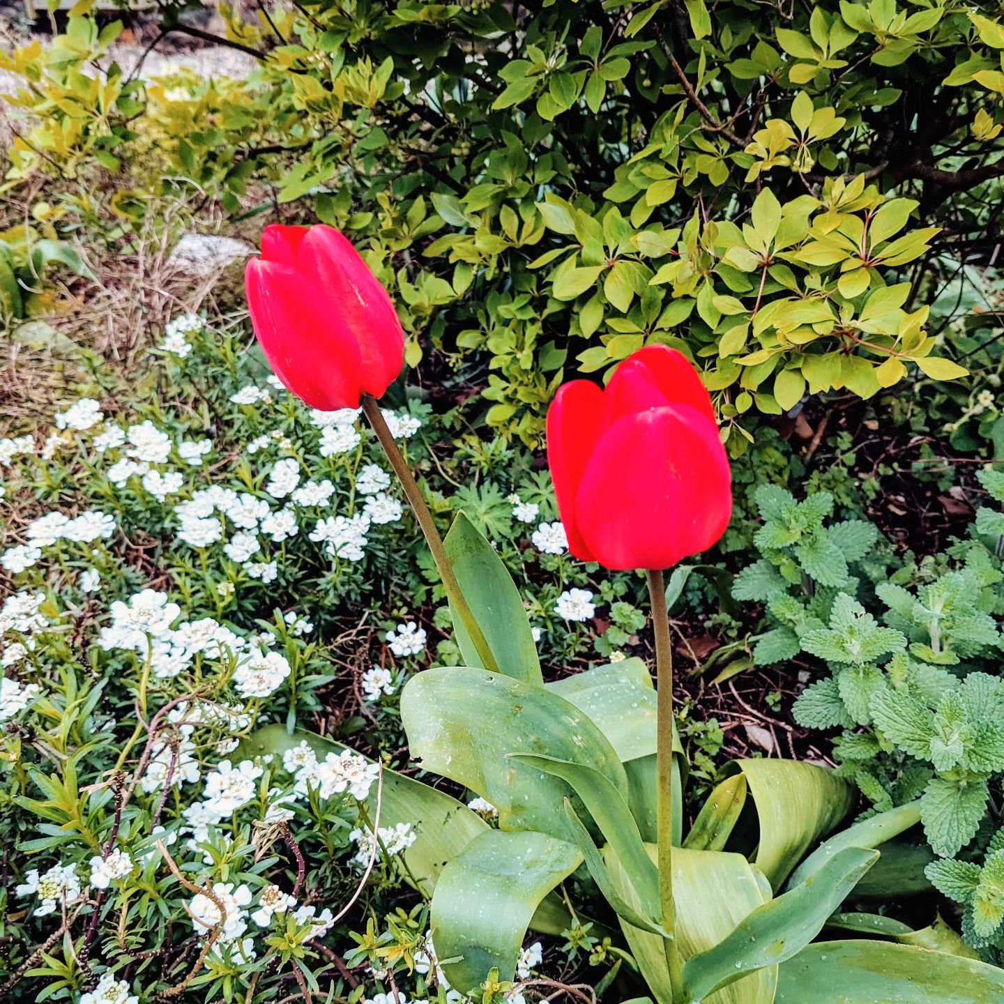 🌷
Now spring has sprung we'd love to welcome you to your @flearfarmcottages holiday!
Booking website 🔗 in bio

#spring #ntsouthwest #tulipsofinstagram
#springbreaks2024 #Devonholidays

@premiercottages @aaratedtrips @tinytravelship @visitsouthdevon