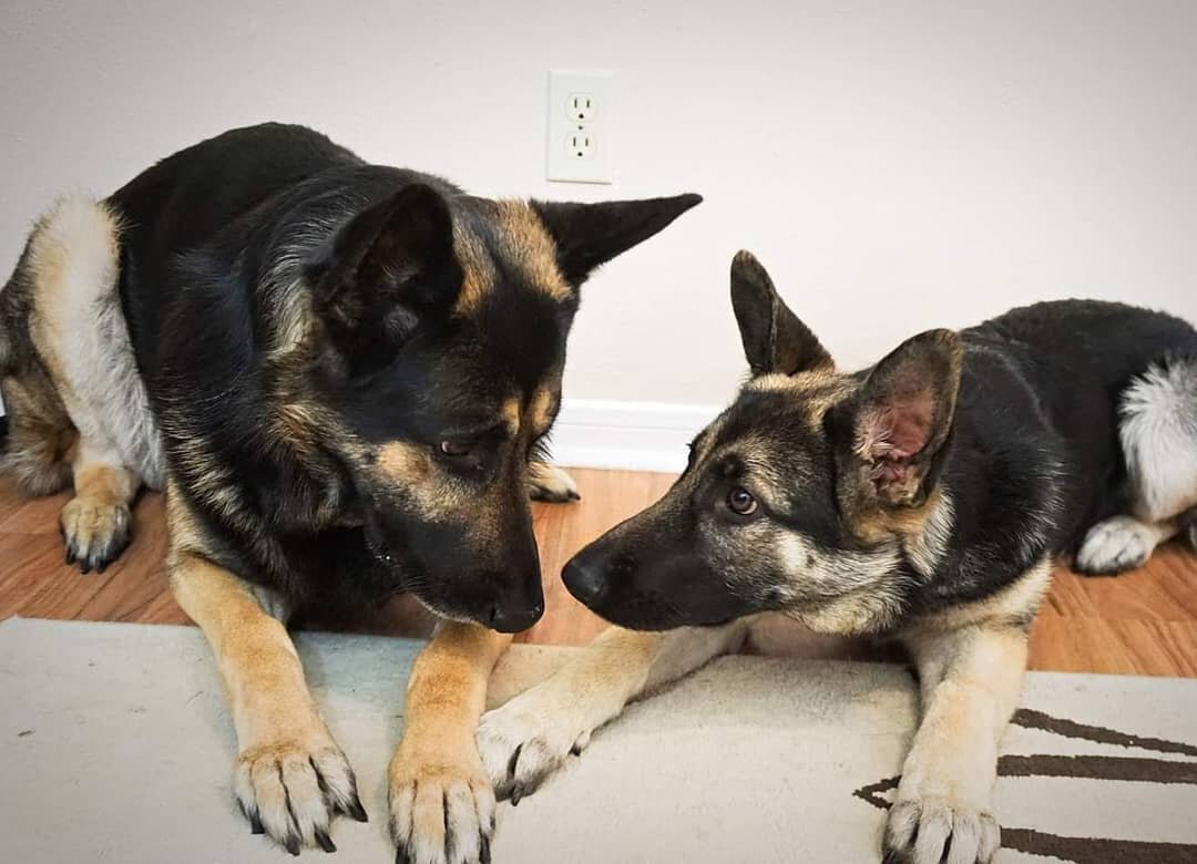 #tbt A father-daughter moment, 3 years ago. His legacy lives on through this intelligent and high drive girl, Sascha. 
.
.
.
#dogfather #fatherdaughter #rip #gsdofinstagram #gsdpuppy