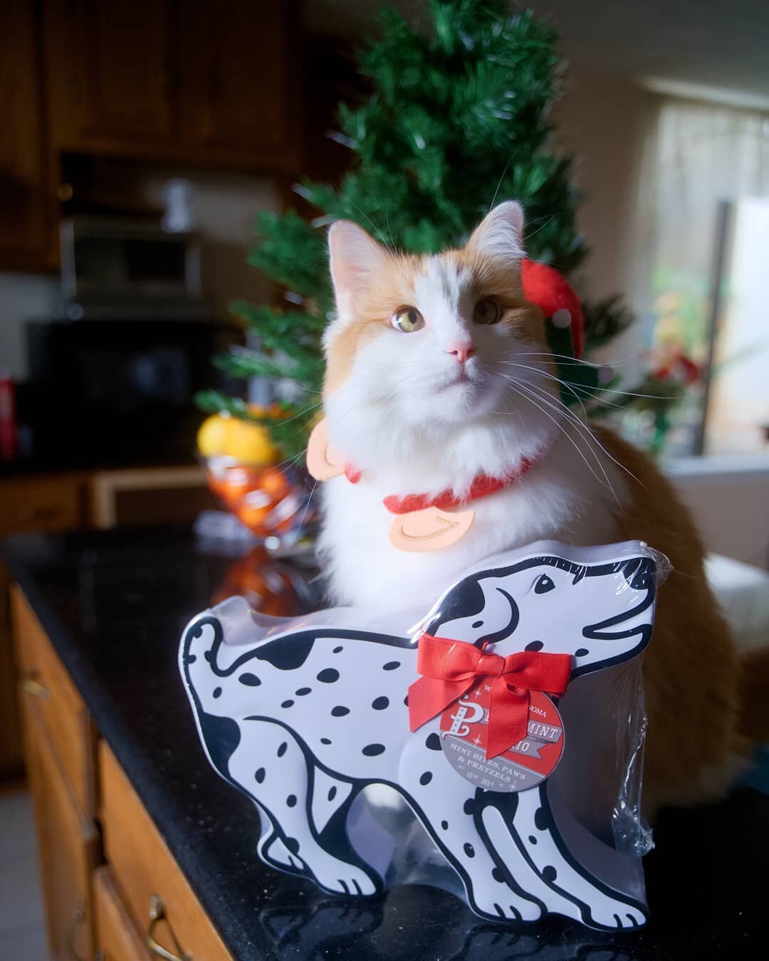 Fluufybottoms and I thank you, @amybrazda, for the dog with chocolate! he'll enjoy sitting in it after I'm done with everything inside. happy holidays! 😍
.
 .
.
#fluffybottoms #merrychristmas #dietwillhavetowait