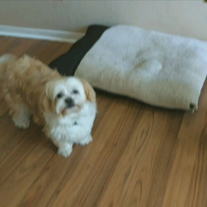 You can't win all their hearts, lol. Precious lil Luna (13yo) couldn't trust me until the very last day of a 5 day boarding/training. Good thing my better half was able to help her with her trust issues. 💙
.
.
.
#maltese #doganxiety #dogtraining #do