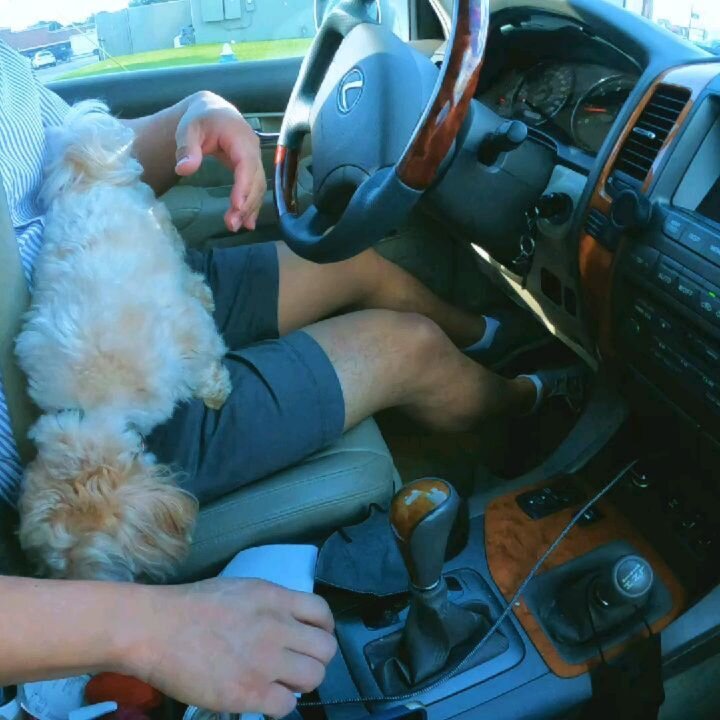 King loves his scratchies. 4 day boarding with Kingston Cheebacca the first.
