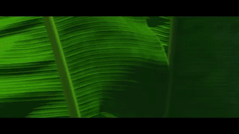 Jamie xx ft. Young Thug & Popcaan 'I Know There's Gonna Be (Good Times)' 