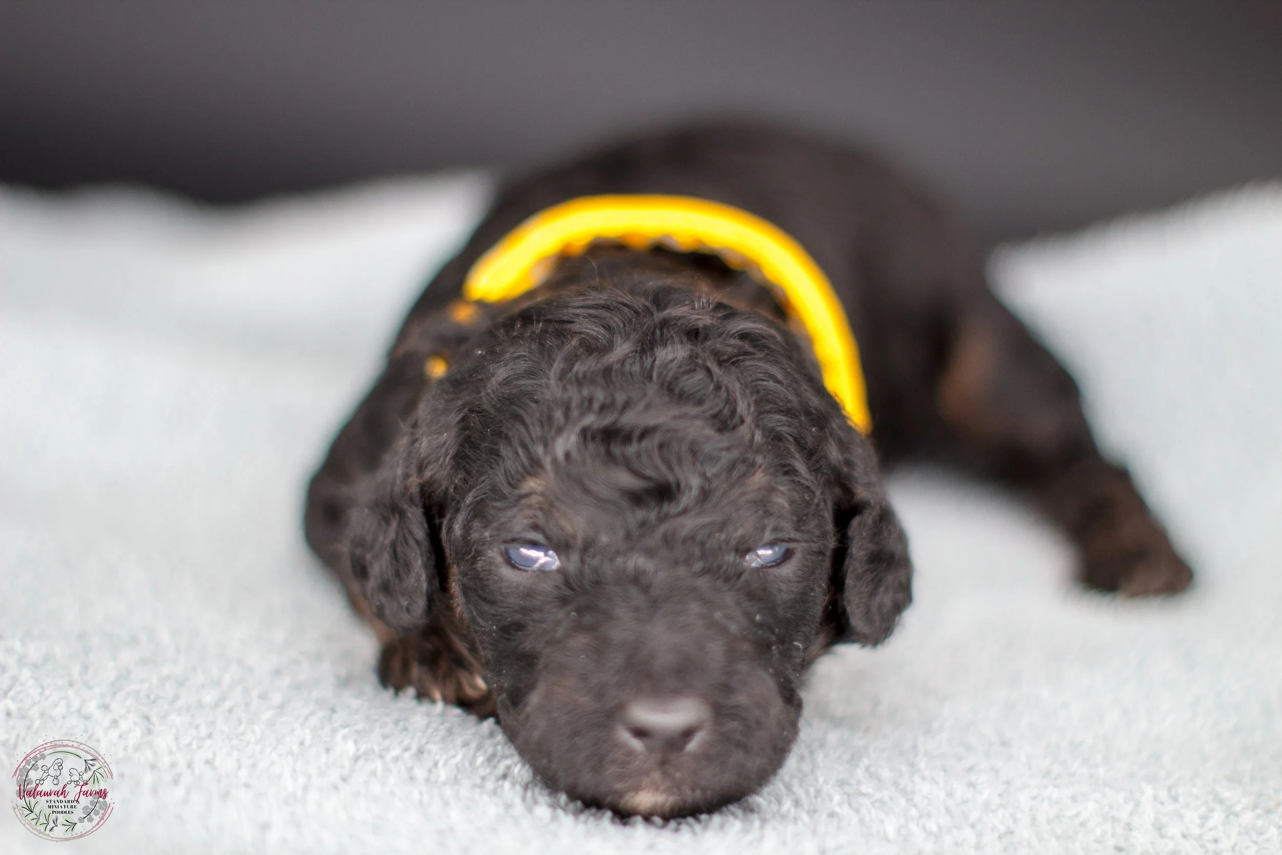 Phantom Poodle Puppy on Green Background